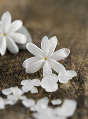Fototapeta na wymiar Tropikalny kwiat i stos soli, białego kamienia