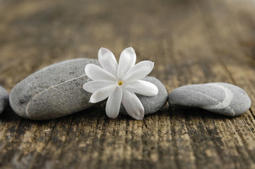 Fototapeta na wymiar Macro of white flower and stones on a grunge wood