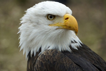 Obraz premium Portrait of an eagle