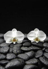 beautiful two orchid on wt stones background
