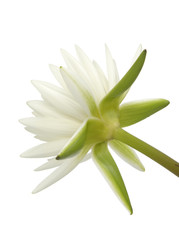 Amazon lily flower on the white background