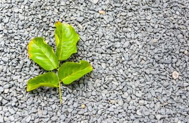 little leaf green on granite stone