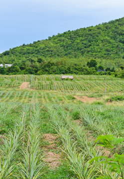 Pineapple plantation  in hilly terrain,  Thailand