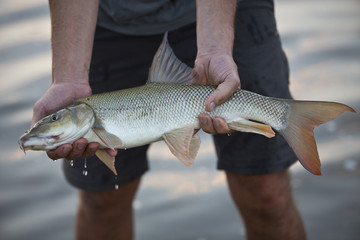 Barbels are group of small carp-like freshwater fish, almost all