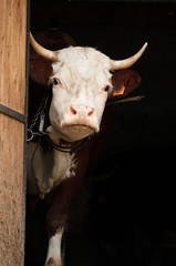 La mucca curiosa © blandinedao