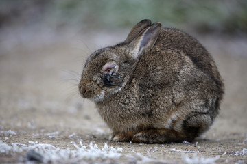 Naklejka premium Rabbit, Oryctolagus cuniculus,