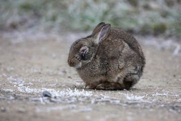 Rabbit, Oryctolagus cuniculus,