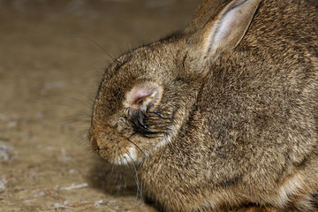 Rabbit, Oryctolagus cuniculus, © Erni