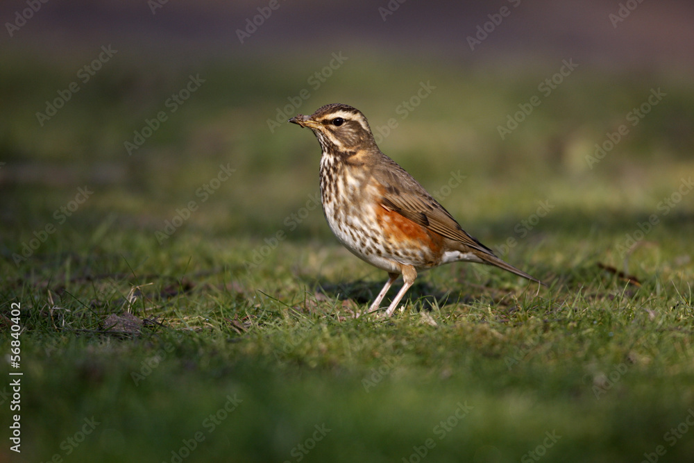 Sticker Redwing, Turdus iliacus