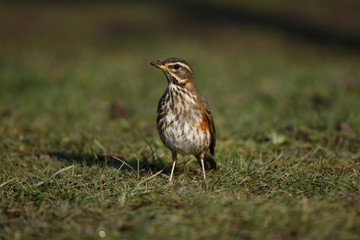 Redwing, Turdus iliacus