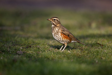Fototapeta premium Redwing, Turdus iliacus