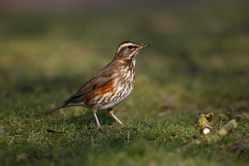 Redwing, Turdus iliacus