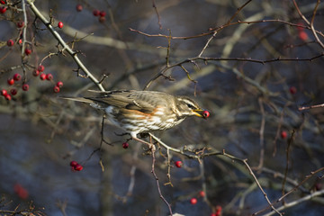 Redwing, Turdus iliacus