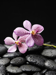 Wet black stones and branch pink orchid in water drops