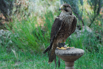 Peregrine falcon for falconry standing on its block
