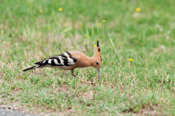 Hoopoe bird (Upupa epops) looking for worms in the earth
