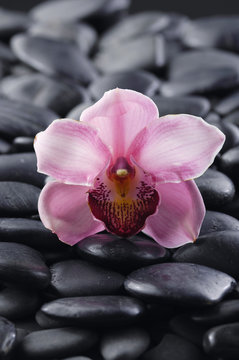 Single orchid on black stones background