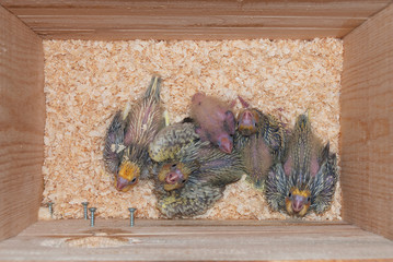 Interior of a cockatiel pet bird nest with cockatiel chicks