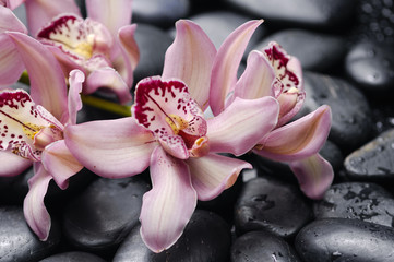 Fototapeta na wymiar gorgeous beautiful orchid on wet stones background