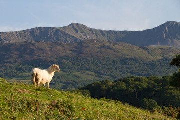 Welsh beauty