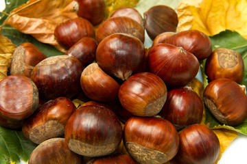 castagne
