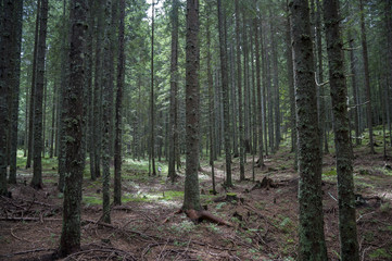 Forest covered with moss