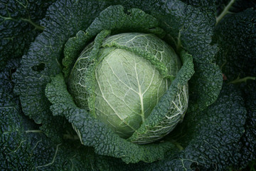 White Cabbage