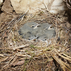 Grey wagtail babies in the nest (Motacilla cinerea)
