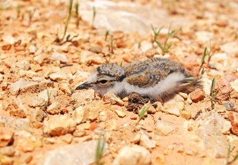 Little Ringed Plover baby camouflaged
