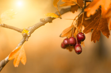 Berries