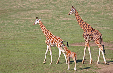 Giraffes
