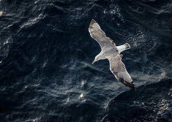 Seagull