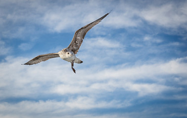 Seagull