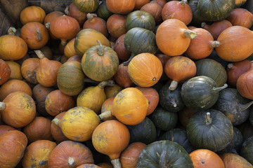 Fresh pumpkins on market