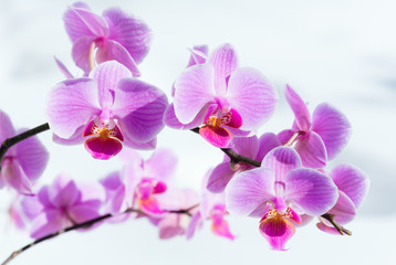 Naklejka na ściany i meble Różowy kwiat orchidei