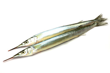 halfbeak
