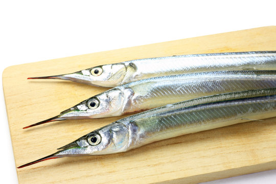 halfbeak