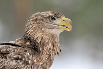 White-tailed eagle portrait