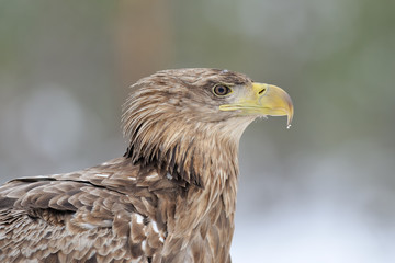 White-tailed eagle (Haliaeetus albicilla) portrait