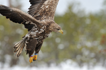 White tailed eagle flying