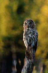 Great Grey Owl in summer