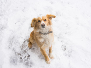 Playful dog