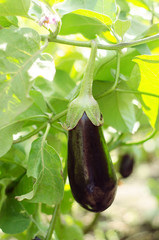 Eggplant in the Kitchen Garden