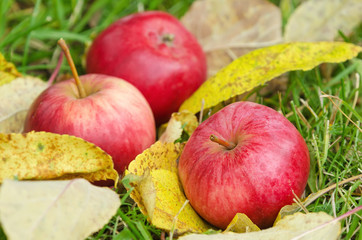 Naklejka na ściany i meble Red autumn apples on grass under the fallen down leaves