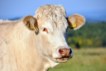 Th&uuml;ringer K&uuml;he