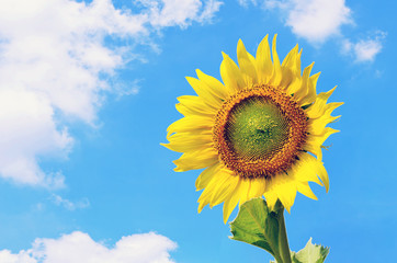 Obraz premium Landscape of sunflower against cloudy blue sky
