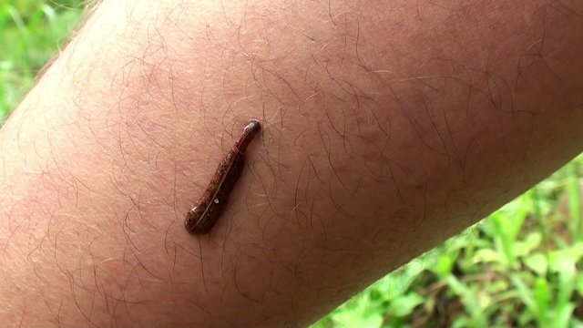 Jawed Land Leech attached to man's leg