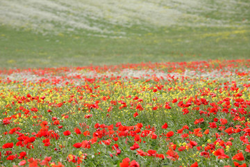 paesaggio toscano