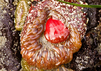 red and orange anemone © Carbonbrain