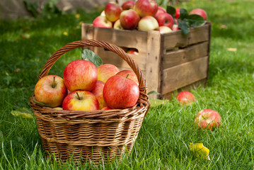 red apples